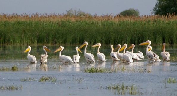 Donaudelta Pelikane